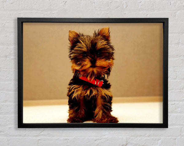 Yorkshire Terrier Puppy