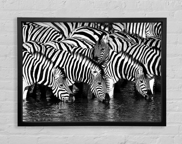 Zebra Drinking