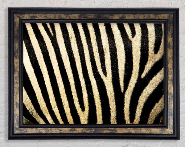 Zebra Pattern