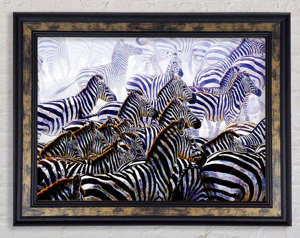 Zebra Stampede