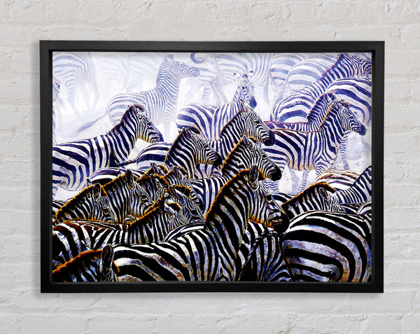 Zebra Stampede