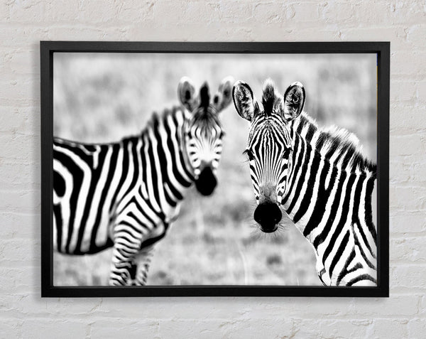 Zebra Twins