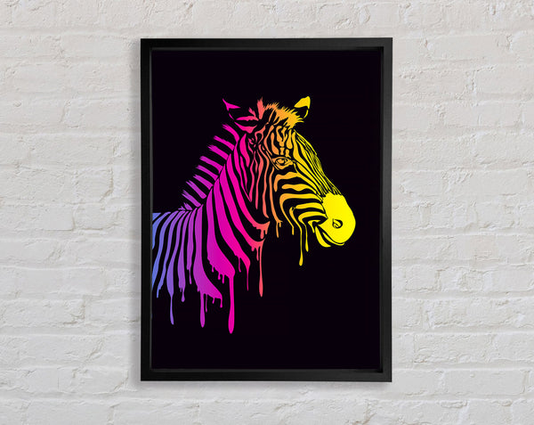 Zebra Rainbow