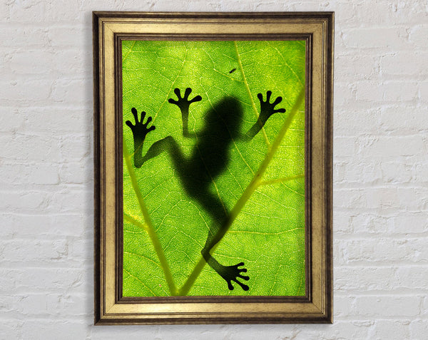 Frog Shadow