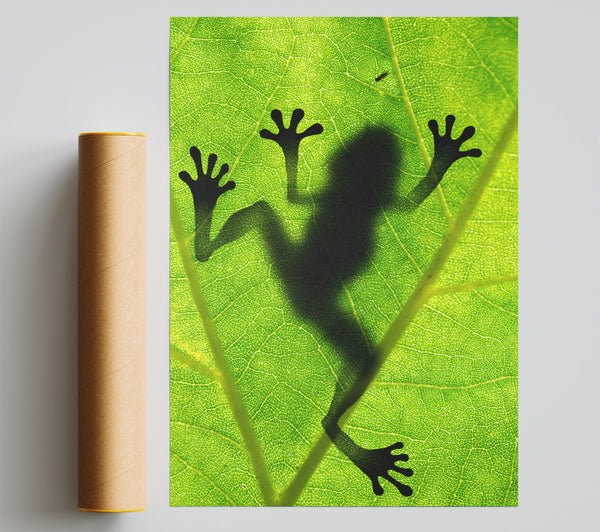 Frog Shadow