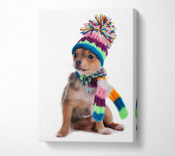 Chihuahua Dog Dressed For Winter