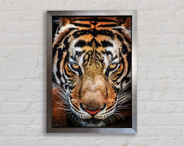 Beautiful Tiger Face