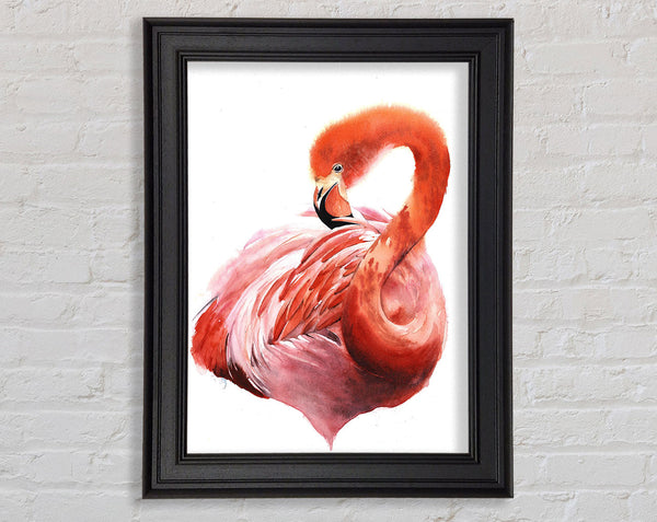 Flamingo Groom