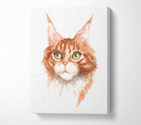 Ginger Tom Cat