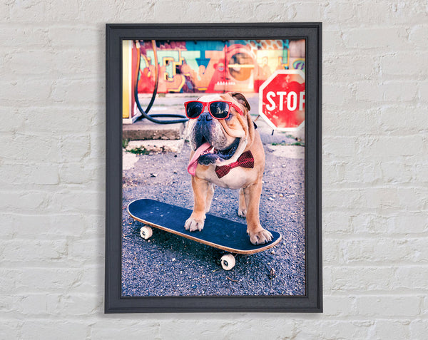 English Bulldog Skateboarding