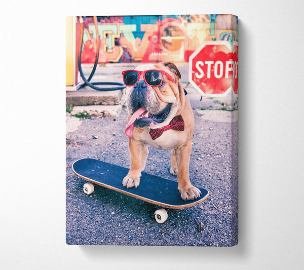 English Bulldog Skateboarding