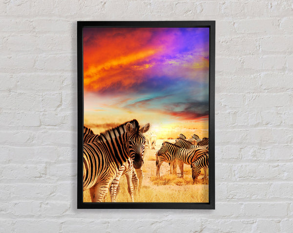 Stunning Zebra Skies