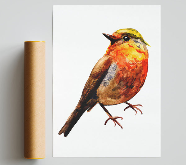 Robin Red Breast