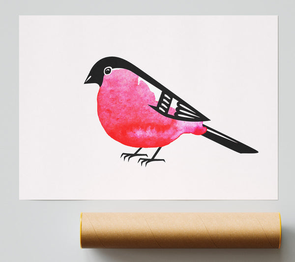 Pink Robin Breast