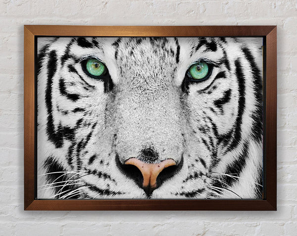 Green Eyed White Tiger