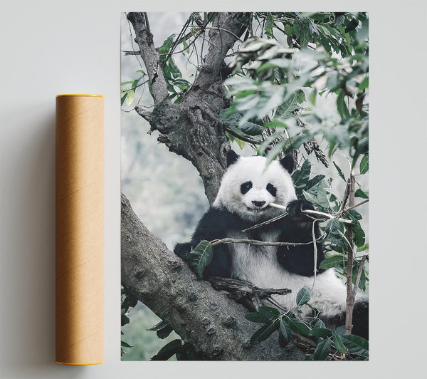 Panda Tree Lover