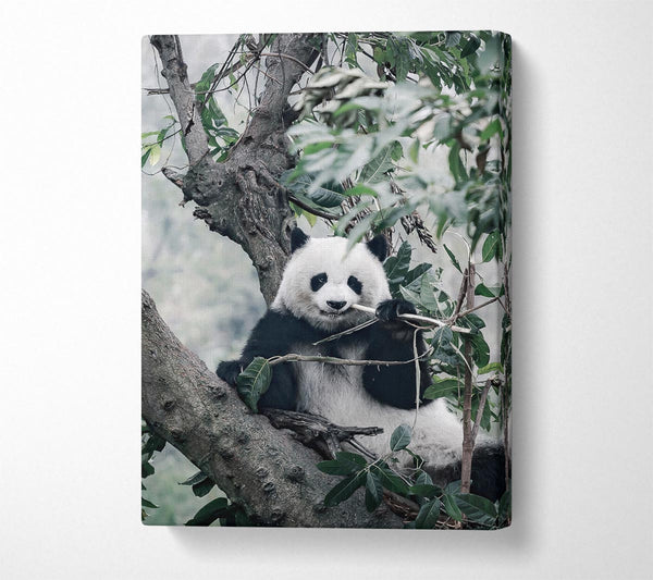 Panda Tree Lover