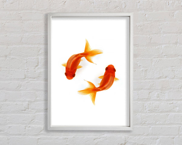 Goldfish Reflections