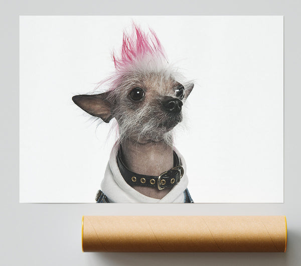 Chinese Crested Punk Dog