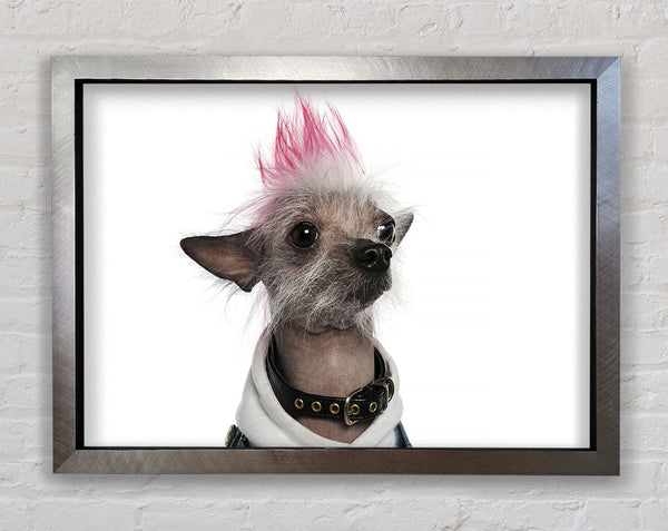 Chinese Crested Punk Dog