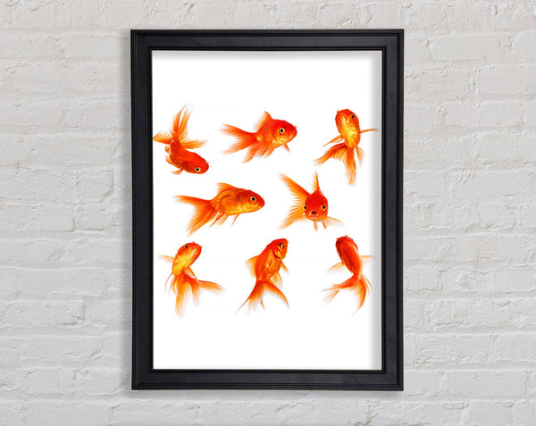 Goldfish Party