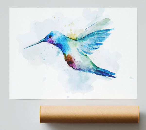 Hummingbird Splash