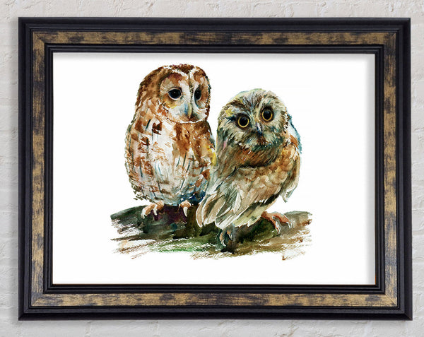 Barred Owl Duo