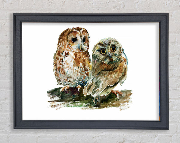 Barred Owl Duo