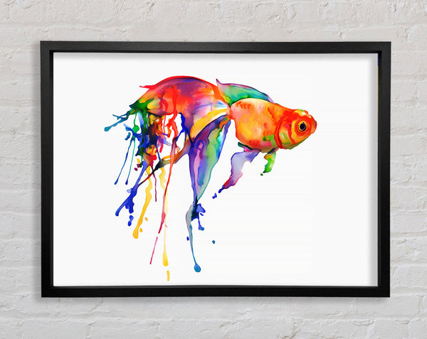 Rainbow Goldfish