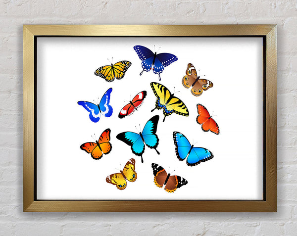 Colourful Butterflies