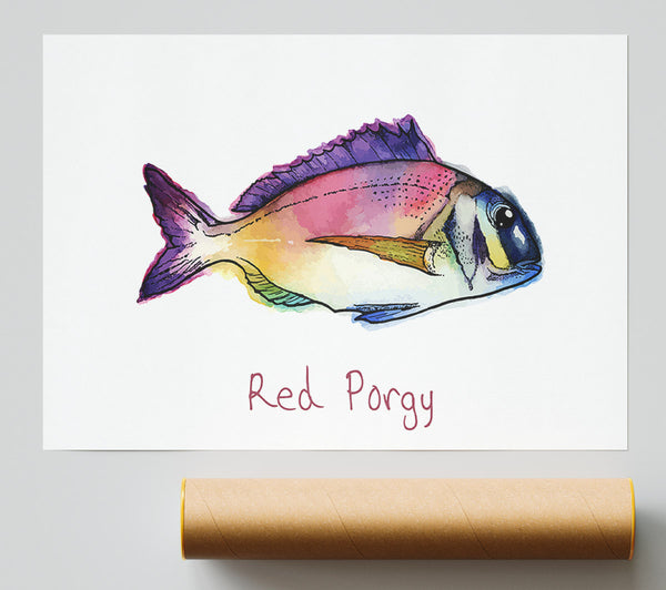 Red Porgy Rainbow