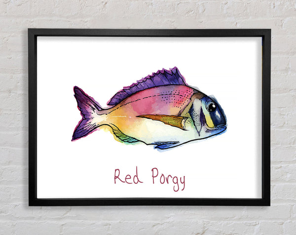 Red Porgy Rainbow