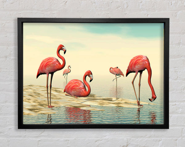 Pink Flamingo Batheing