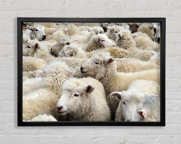 Sheep Heard