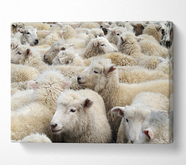 Sheep Heard