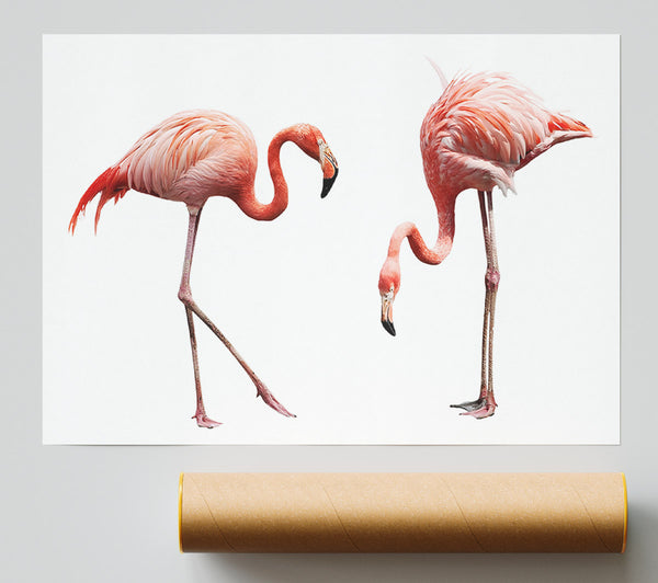 Pink Flamingo Duo