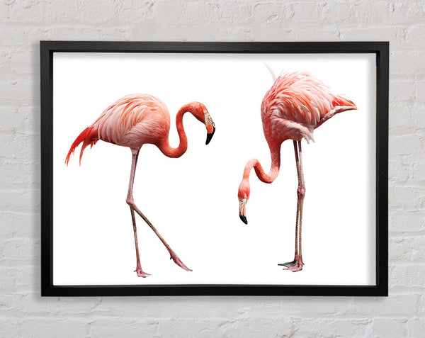 Pink Flamingo Duo