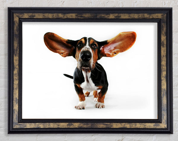 Basset Hound Ears