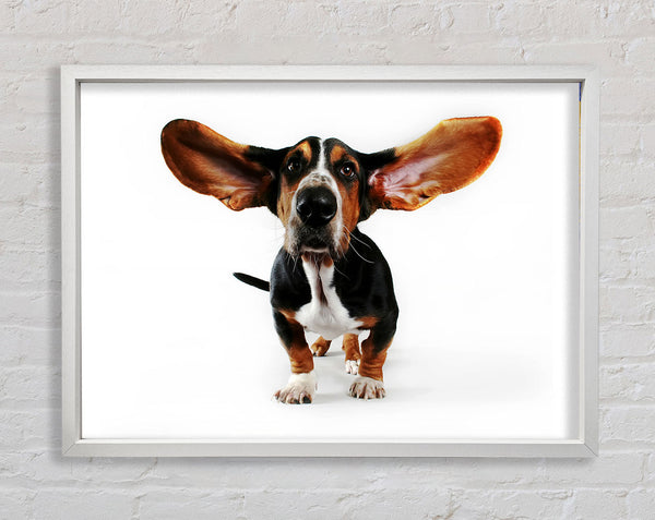 Basset Hound Ears