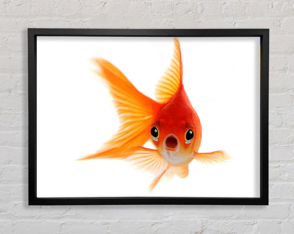 Shocked Goldfish