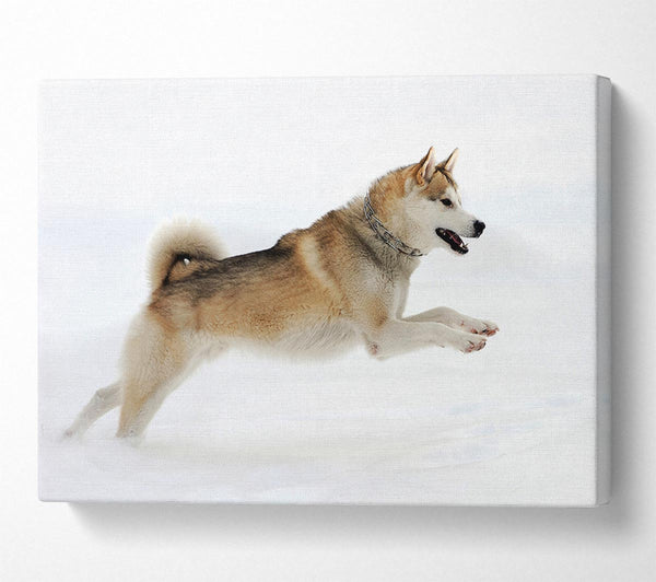 Husky Dog Snow Play