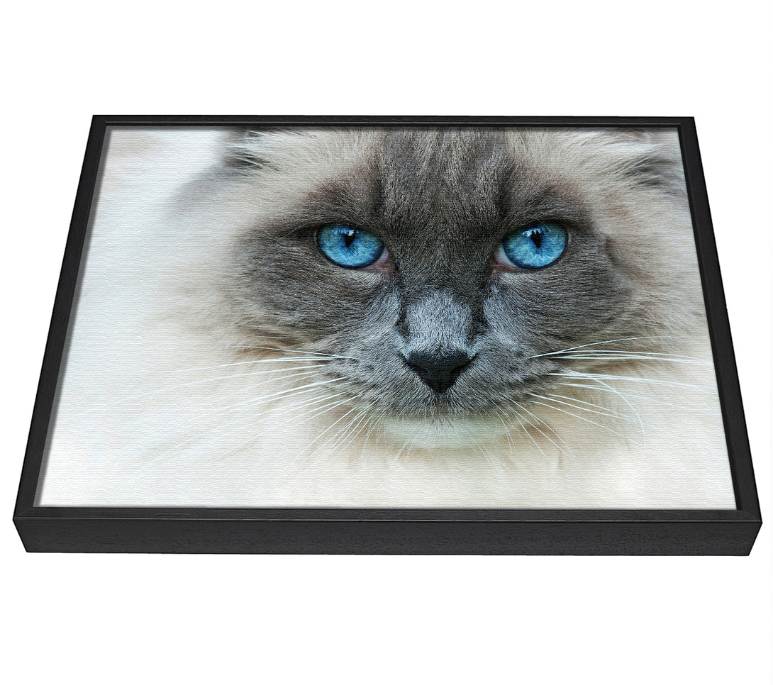 A picture of a Ragdoll Cat Face framed canvas print sold by Wallart-Direct.co.uk