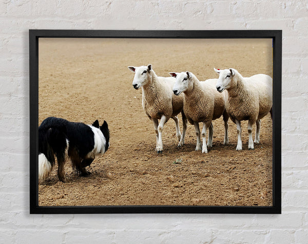 Sheepdog Roundup