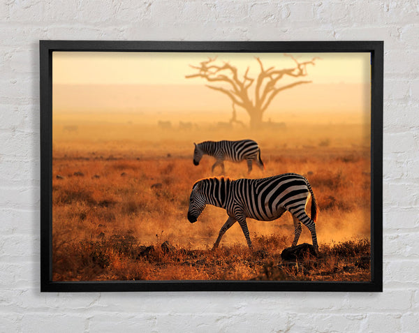 Sunset Zebra