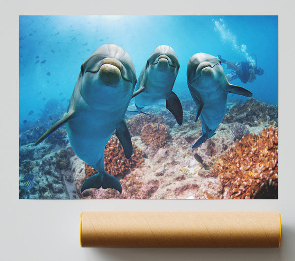 Inquisitive Dolphin Trio