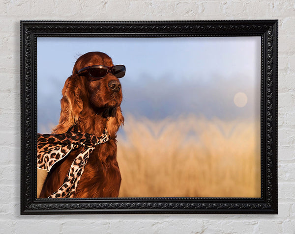 Glamorous Irish Setter Dog