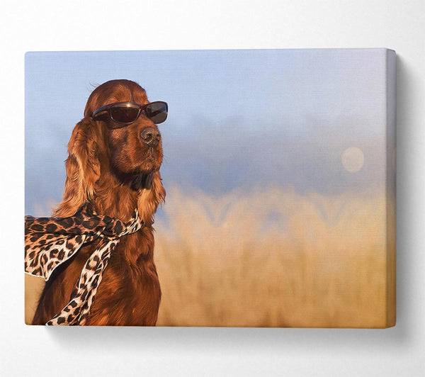 Glamorous Irish Setter Dog