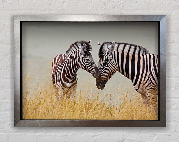 Mother and Baby Zebra