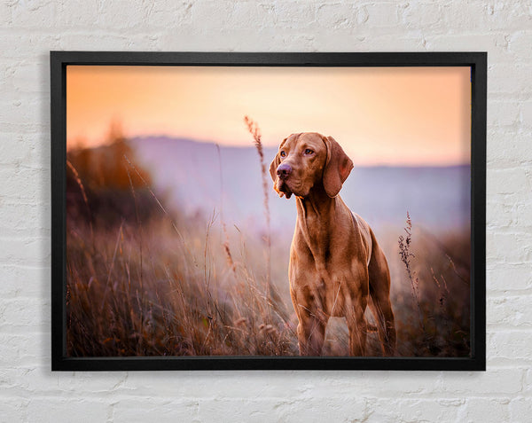 Vizsla Sunset Dog