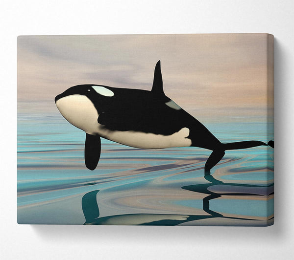 Killer Whale Jump